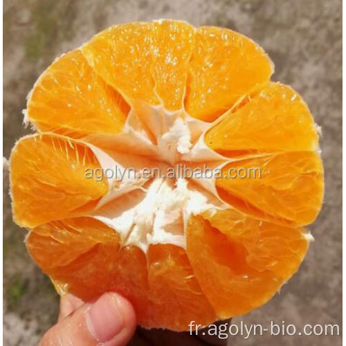 Oranges de mandrin doux juteux frais